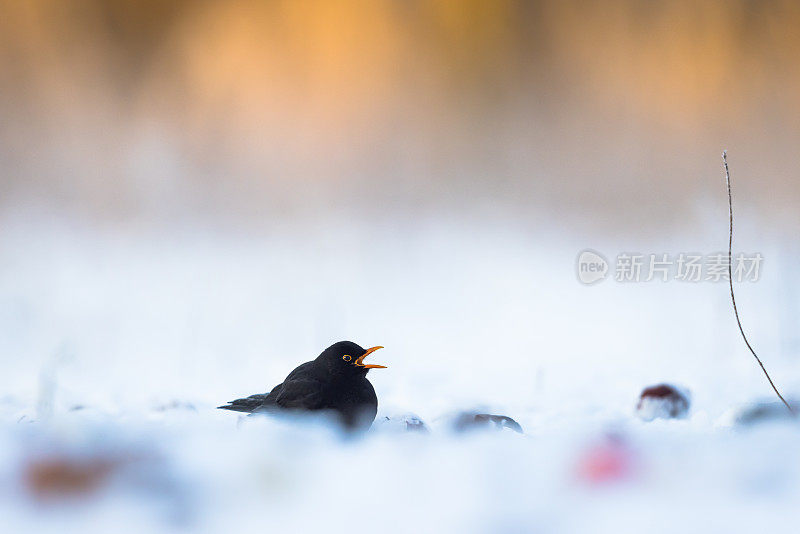 普通黑鹂(Turdus merula)